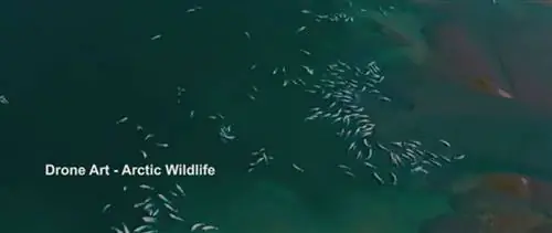 СМОТРЕТЬ: Арктика с высоты птичьего полета