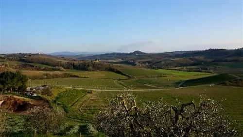 что делать во флоренции тосканское вино