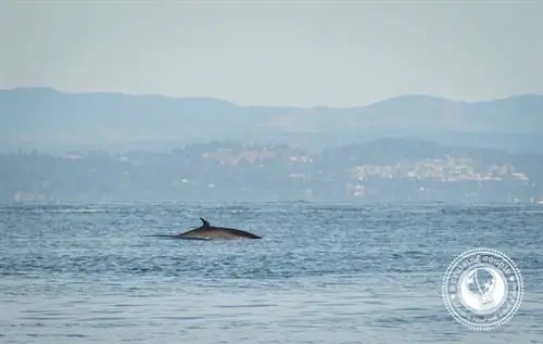 Малый полосатик