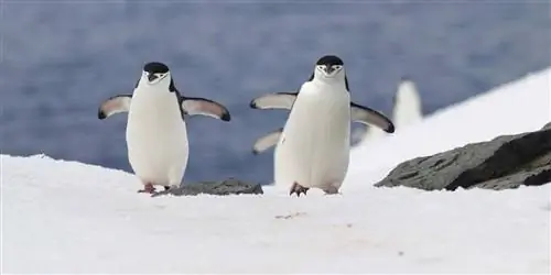 Увидеть пингвинов Антарктиды с Hurtigruten