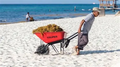 Агент агенту: Водоросли в Мексике