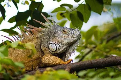 Встречи с животными в Пуэрто-Вальярта - Ривьера-Наярит