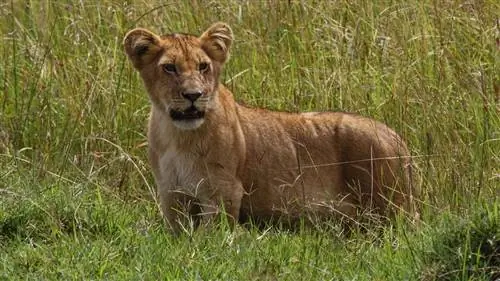 Предстоящий полет: комфортное выживание в дальних перелетах