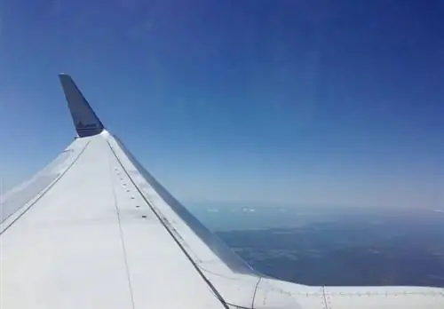 советы по присмотру за домашними животными