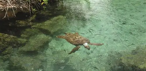 Сезон гнездования черепах в Мексике