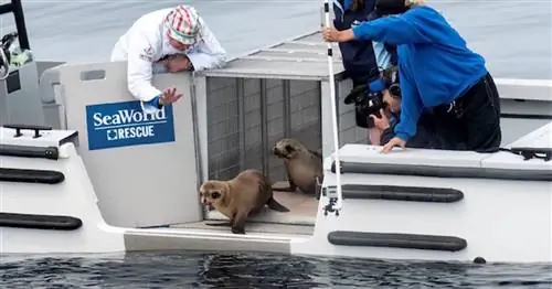 Проверьте, пожалуйста! Вдохновляющее возвращение морского льва Марины