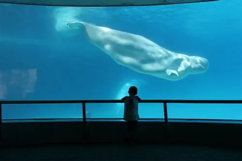 Лучшие аквариумы Америки для любителей китов
