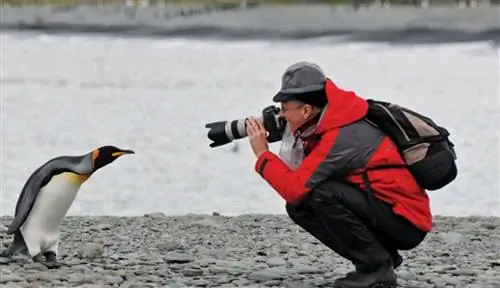 Удивительные приключения с животными Антарктики в Сильверси