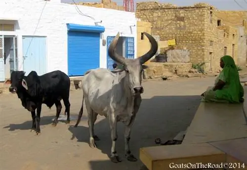 коровы в Индии