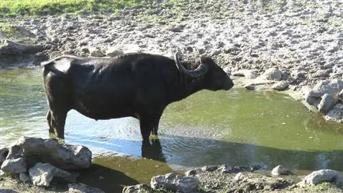Экскурсия на болотных багги по Эверглейдс во Флориде