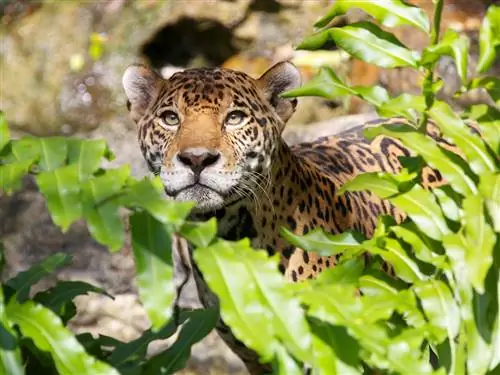 Дикая природа Шкарета