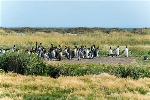 Путешествуйте в Чили со своего смартфона