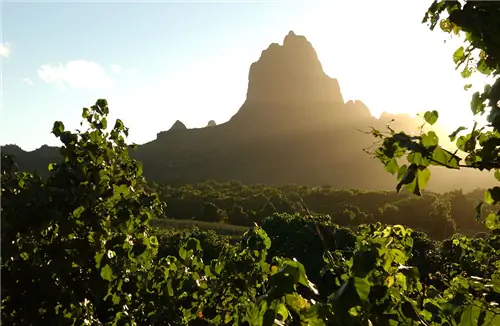 Привезите семью на Таити