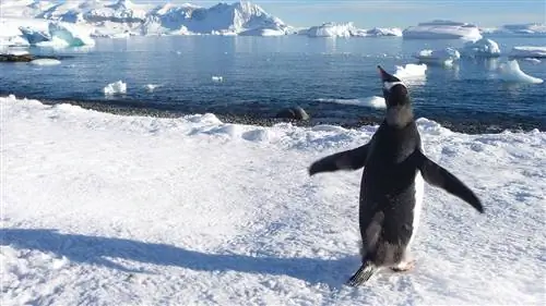 В Антарктиде ждут приключения