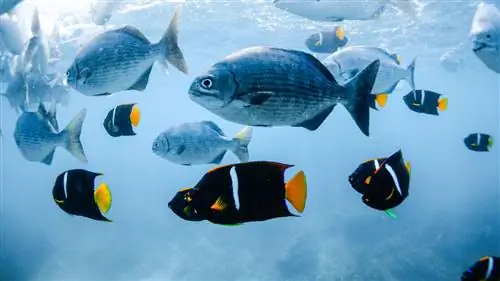 Подводные приключения в Пуэрто-Вальярта - Ривьера-Наярит