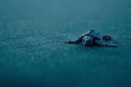 Горячие точки экотуризма в Акапулько