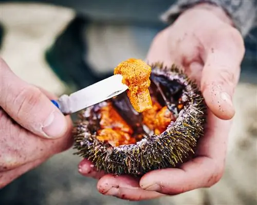 Насладитесь скандинавской кухней, как никогда раньше