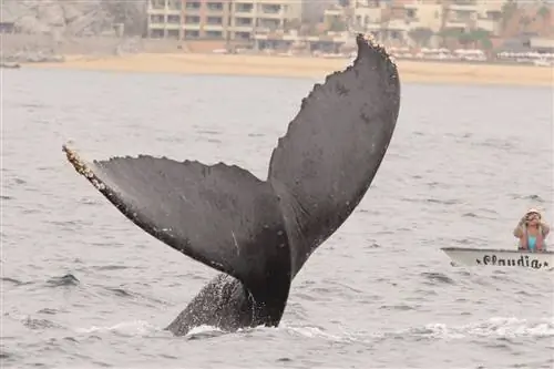 Мир приключений в Лос-Кабосе