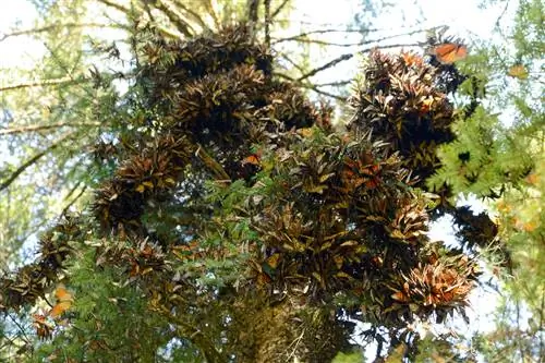 Великие миграции: где обнаружить крупнейшую в мире миграцию животных