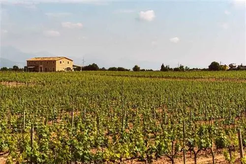 Исследуйте виноградники Майорки