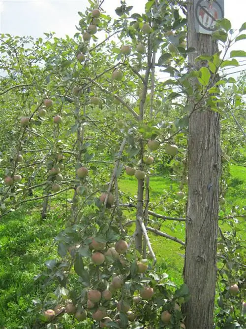 Дегустация ледяного сидра в Монтереги, Квебек