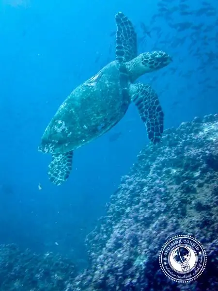 Морская черепаха_-j.webp