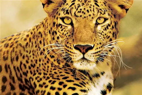 Путешествие в Африку: отделяем факты от вымысла в сегодняшних сообщениях СМИ