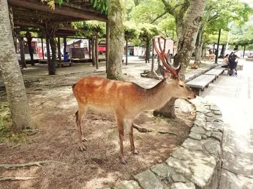 Миядзима-олень