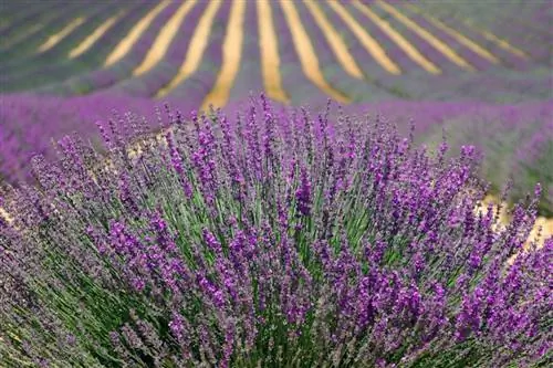 5 популярных направлений для семейного отдыха во Франции