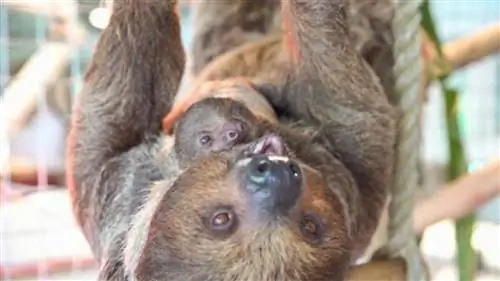 Поближе познакомьтесь с великолепным зверинцем Буша Гарденс в Тампа-Бэй