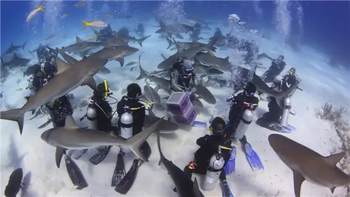 7 лучших береговых экскурсий на Багамах