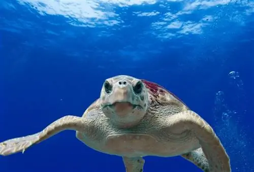 Плавайте с морскими черепахами