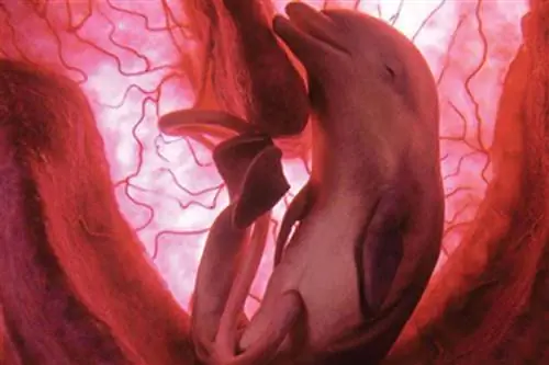 Чудо жизни в Dolphin Discovery