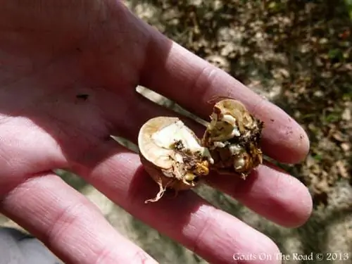 Вкусные спелые грецкие орехи Арсланбоба