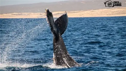 Сезон наблюдения за китами в Кабо начался