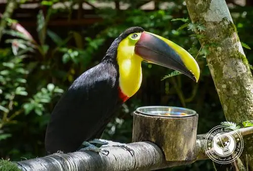 Tucan_2 Центр спасения ягуаров