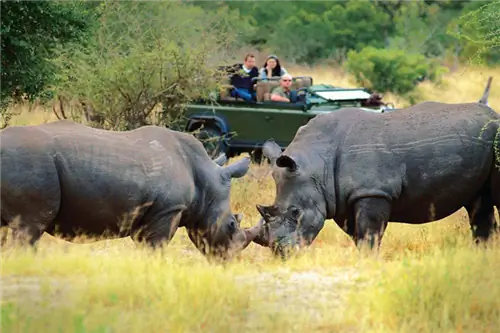 Добро пожаловать в Great Safaris: вас ждет путешествие на всю жизнь