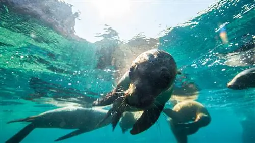 Морская жизнь в Лос-Кабосе