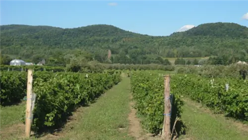 Жизнь как местный житель в Монтереги