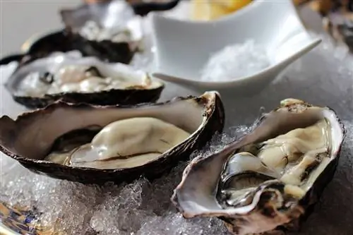 Еда, которую стоит попробовать в Новой Зеландии