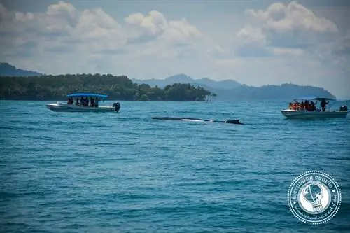 Наблюдение за китами в Коста-Рике