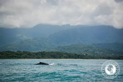 Наблюдение за горбатыми китами в Коста-Рике