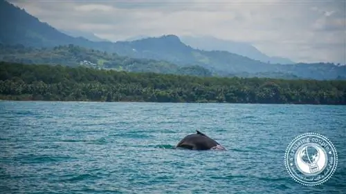 Полное руководство по наблюдению за китами в Коста-Рике