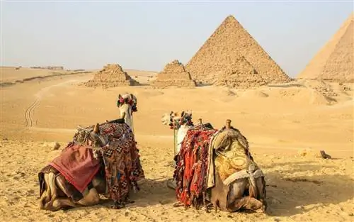 Пирамиды, Гиза, Египет, фирменные путешествия A&S, верблюды