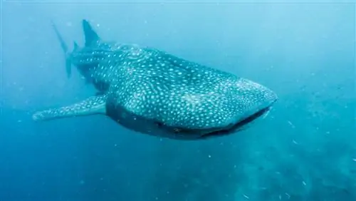 Чудо китовых акул