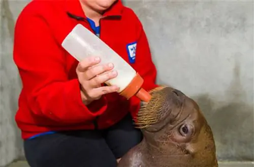 Теленок Кабуделя растет в SeaWorld Orlando