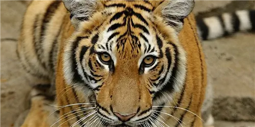 Виды, находящиеся под угрозой исчезновения, которые можно увидеть в SeaWorld и Busch Gardens