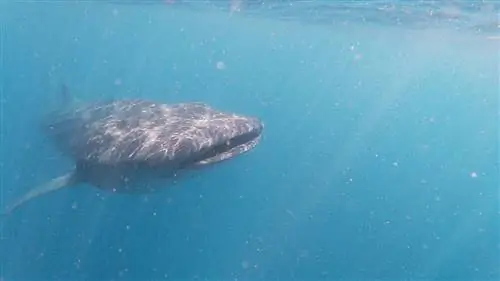 Плавание с китовыми акулами – опыт на всю жизнь