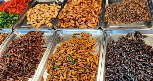 Многие рестораны в Сонгкхла предлагают вкусную еду для людей.