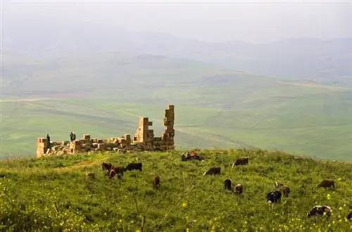 Коровы пасутся возле древних руин в Алжире. Фото Дидье Вутриха.